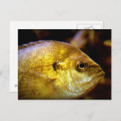 vis briefkaart (Voorkant / Achterkant)