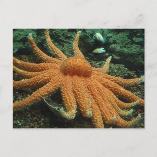 vis briefkaart (Voorkant)