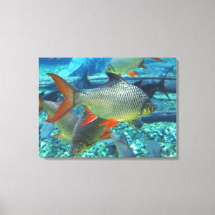 Vis Canvas Afdruk