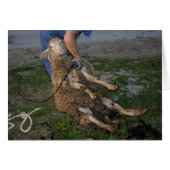 Vis du mouton (Devant Horizontal)