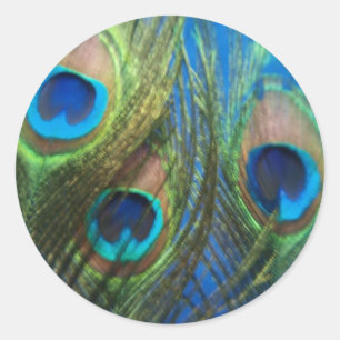 Vis Eye Peacock still Life Ronde Sticker