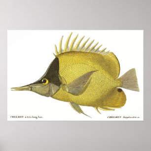  vis, gele tropische zalm Longirostris Poster