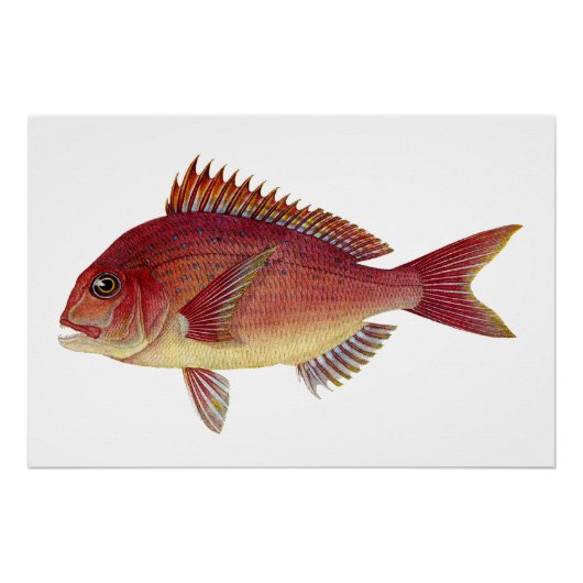 vis illustratie: Rode zeebrasem Perfect Poster (Voorkant)