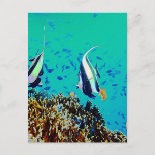 Vis in het Briefkaart Fiji Waters