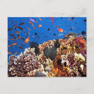Vis in het Briefkaart Fiji Waters