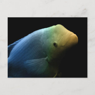 Vis in tank - Kunstfoto Briefkaart