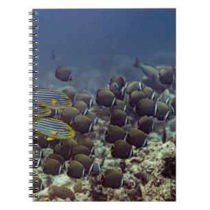 Vis op koraalrif in de oceanische achtergrond, kle notitieboek