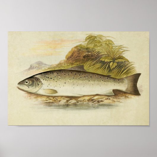  vis Print 025 | Galway Zee-forel (Voorkant)