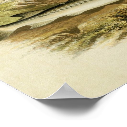  vis Print 037 | Steur (Hoek)