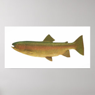 Vis - Regenboogforel - Salmo gairdnerii Poster