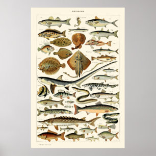 vis van Adolphe Millot Poster