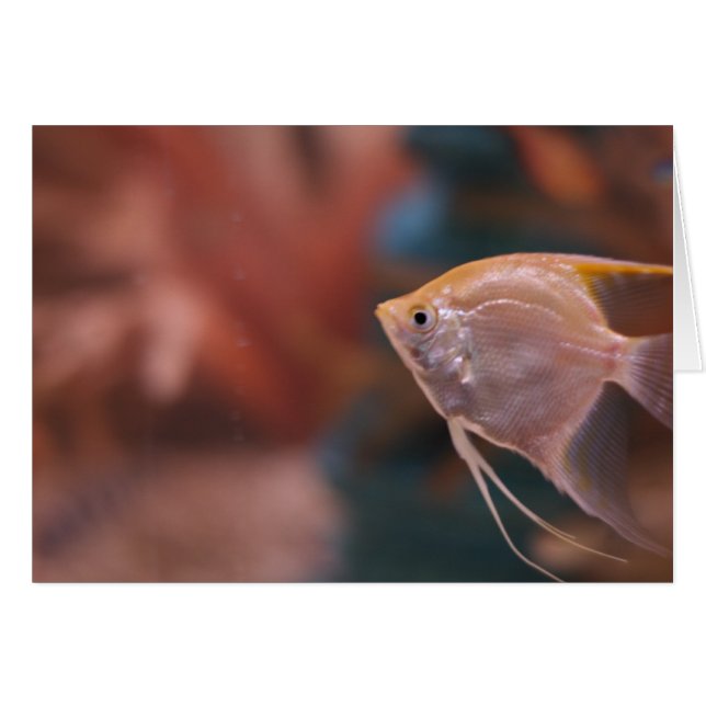 "vis" van Larry Coressel (Voorkant Horizontaal)