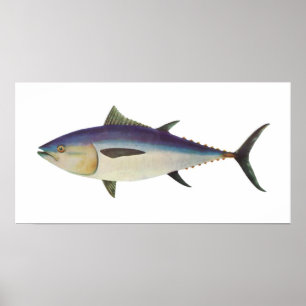 vis - zuidelijke blauwvintonijn - Thunnus maccoyii Poster