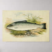  visafdrukken 032 | Zalmforel Poster (Voorkant)