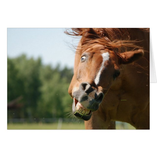 Visage amusant du cheval capturé (Devant horizontal)