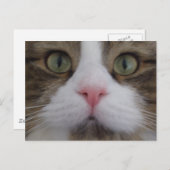 Visage de chat sur carte postale (Devant / Derrière)