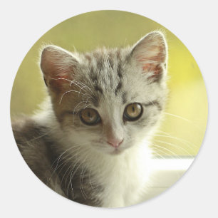 Visage de chaton mignon autocollant rond