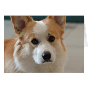 visage de corgi de gallois de pembroke