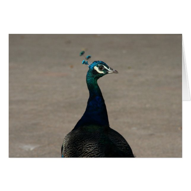 visage de paon (Devant horizontal)