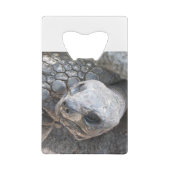Visage de tortue (Dos)