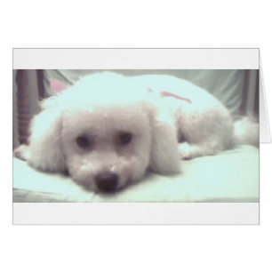 Visage triste de chiot