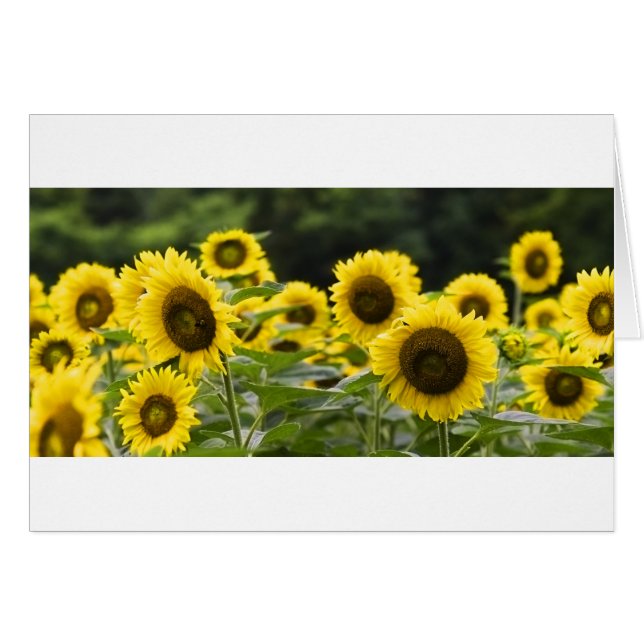 Visages brillants (Devant horizontal)