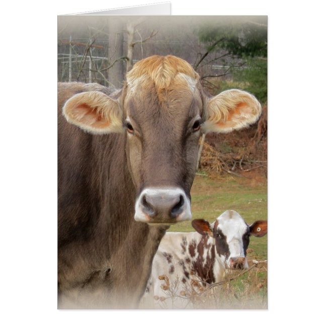 Visages de vache (Devant)