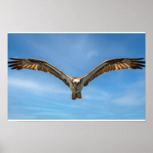 Visarend in Vlucht Muur Kunst Roofvogel Print