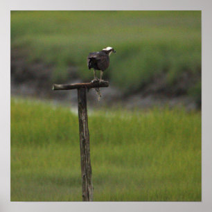 Visarend Vogel Foto Poster