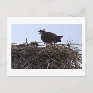 Visarend vogelnest ansichtkaart briefkaart