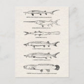 visdiagram - Sturgeon and Paddlefish Briefkaart (Voorkant)
