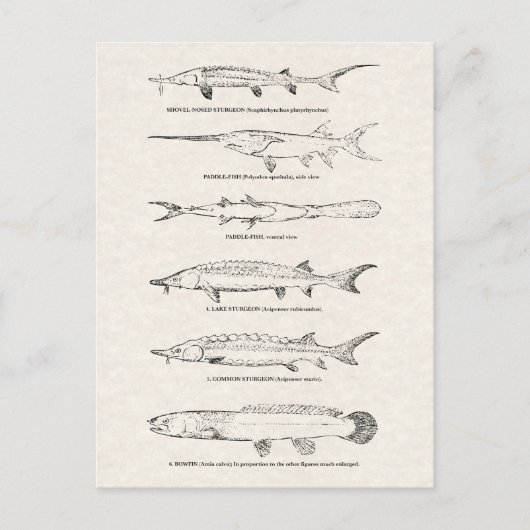 visdiagram - Sturgeon and Paddlefish Briefkaart (Voorkant)