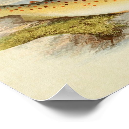  visdruk 026 | Gillaroo-forel Poster (Hoek)