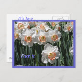 Visez-Le - Carte postale Daffodiques (Devant / Derrière)