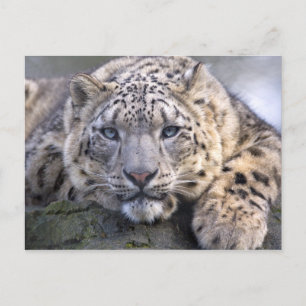 Vishnu Snow Leopard Briefkaart
