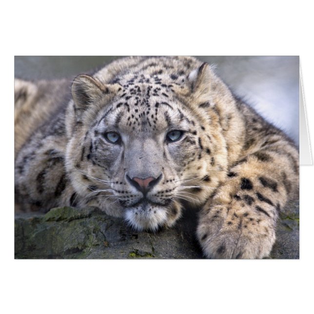 Vishnu Snow Leopard Card (Voorkant Horizontaal)