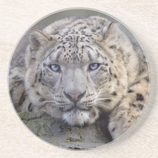 Vishnu Snow Leopard Onderzetter (Voorkant)