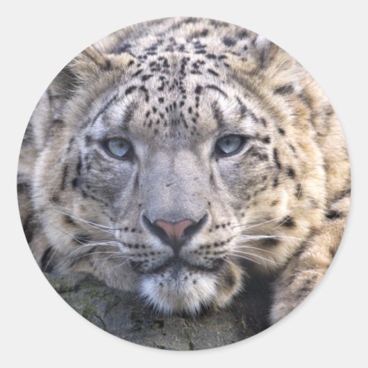 Vishnu Snow Leopard Sticker (Voorkant)