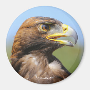 Visie op een mooie jonge Golden Eagle Magneet