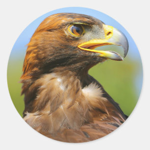 Visie op een mooie jonge Golden Eagle Ronde Sticker