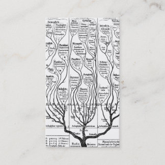 Visite Arbre de Haeckels de carte de profil de la vie