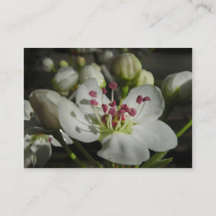 Visite Carte photo d'ATC de fleur de poire de Bradford