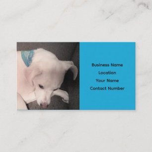 Visite Joli Chien Chien Chien Blanc Bleu Beau Carte de vi