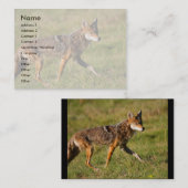 Visite profil ou carte de visite, coyote (Devant / Derrière)