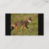 Visite profil ou carte de visite, coyote (Dos)