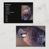 Visite profil ou carte de visite, crécerelle (Devant / Derrière)