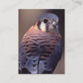 Visite profil ou carte de visite, crécerelle (Dos)