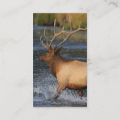 Visite profil ou carte de visite, éclaboussure d'élans (Dos)