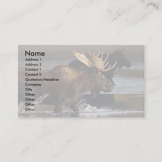 Visite profil ou carte de visite, éclaboussure d'orignaux (Devant)