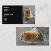 Visite profil ou carte de visite, écureuil (Devant / Derrière)